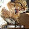 Click image for larger version

Name:	lolcats-funny-pictures-leroy-jenkins.jpg
Views:	1291
Size:	48.1 KB
ID:	573